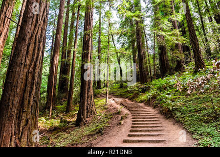 Wanderweg durch Redwood Forest von Muir Woods National Monument, North San Francisco Bay Area, Kalifornien Stockfoto