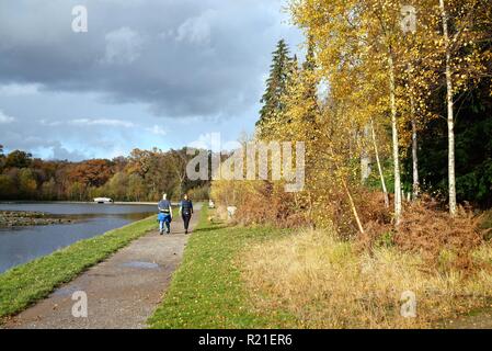 Kuh Teich Windsor Great Park Berkshire England Großbritannien Stockfoto
