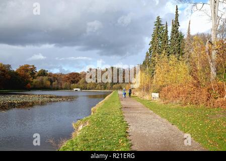 Kuh Teich Windsor Great Park Berkshire England Großbritannien Stockfoto