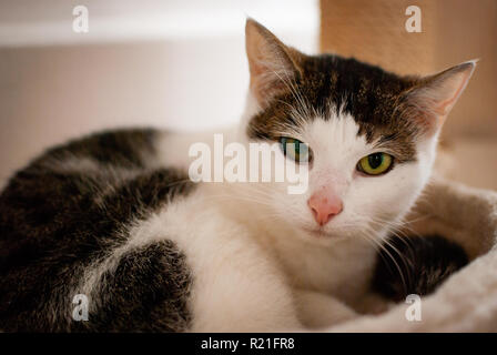 Eine schwarz-weisse Katze in ihr Nest an Suchen Sie mit Ihren grünen Augen Stockfoto