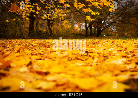 Millionen von gelbe Blätter auf dem Boden, Bäume in der Ferne im Herbst Stockfoto