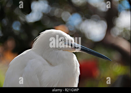 Oceanografic white ibis Vögel und tropische Wildnis in der Stadt der Künste und Wissenschaften, Valencia, Spanien. Stockfoto