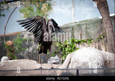 Oceanografic tropischen Ibis Vogel seine Flügel in der Stadt der Künste und Wissenschaften, Valencia, Spanien, flattern. Stockfoto