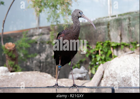 Oceanografic tropischen Ibis Vogel seine Flügel in der Stadt der Künste und Wissenschaften, Valencia, Spanien, flattern. Stockfoto