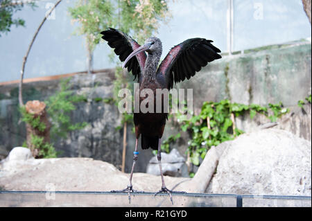 Oceanografic tropischen Ibis Vogel seine Flügel in der Stadt der Künste und Wissenschaften, Valencia, Spanien, flattern. Stockfoto