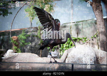 Oceanografic tropischen Ibis Vogel seine Flügel in der Stadt der Künste und Wissenschaften, Valencia, Spanien, flattern. Stockfoto