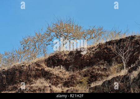 Spärliche Vegetation auf trockenen, felsigen Klippen der Haube Island, Galapagos Islands National Park, Espanola (Haube) Insel, Ecuador Stockfoto
