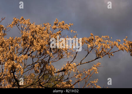 Blätter im Herbst Stockfoto