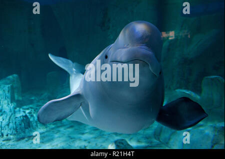 Arktis Beluga Wale sehen, wie wenn sie sich an die Besucherinnen und Besucher auf der Oceanografic Gebäude in der Stadt der Künste und der Wissenschaften, Valencia, Spanien, Lächeln sind. Stockfoto