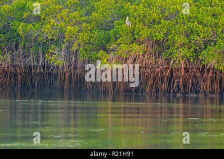 Mangroven im Wasser spiegelt, Galapagos Islands National Park, Insel Santa Cruz, Black Turtle Cove, Ecuador Stockfoto