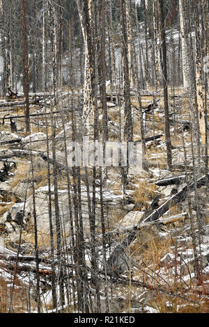 Eine vertikale Landschaft Bild der Bäume in einem devestating Waldbrand im Jahr 2015 am Medicine Lake Jasper National Park in Alberta, Kanada gebrannt Stockfoto