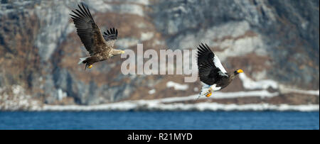 Steller's Sea Flying Eagle und White-tailed eagle. Die schneebedeckten Berge im Hintergrund. Wissenschaftlicher Name: Haliaeetus pelagicus. Natürlicher Lebensraum. Stockfoto