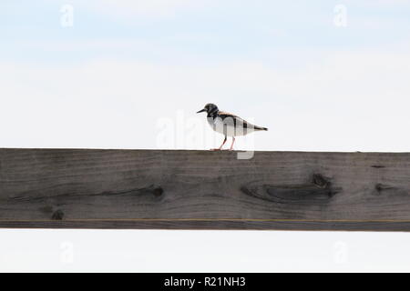 ein Vogel Stockfoto