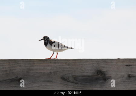 Ein Vogel auf einem Dock Stockfoto