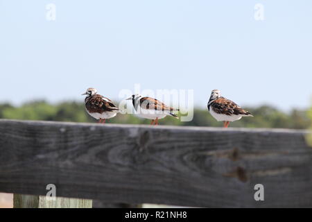 Drei Vögel auf dem Dock Rail am Fluss Stockfoto