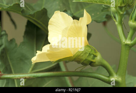 OKRA (ABELMOSCHUS ESCULENTUS), auch bekannt als GUMBO ODER LADY FINGER Stockfoto