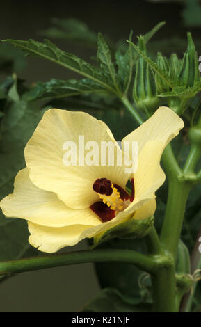 OKRA (ABELMOSCHUS ESCULENTUS), auch bekannt als GUMBO ODER LADY FINGER Stockfoto