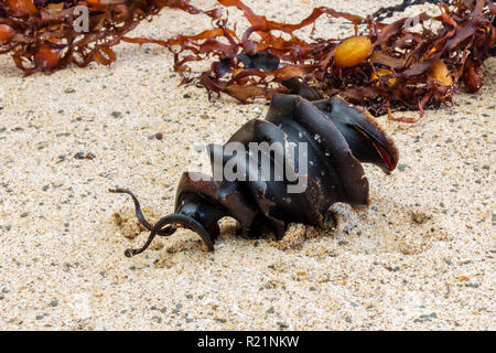 Spirale shark Ei ein Port Jackson Hai, Heterodontus portusjacksoni Ei auf Strand, NSW, Australien Stockfoto