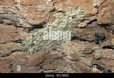 Rinde Motte (ECTROPSIS) Spanner (Geometridae) Stockfoto