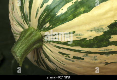 Geerntet CHILACOYOTE (MALABAR KÜRBIS CUCURBITA FICIFOLIA) Stockfoto