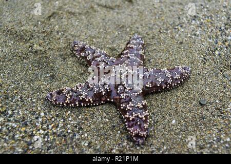 Nahaufnahme von Seestern in Tide pool Stockfoto