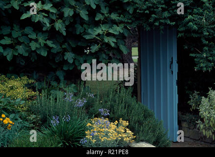 Kräuter unter klettern Bild an der Wand mit blauer Tür Stockfoto