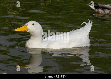 Portrait von Aylesbury amerikanischen Pekin Ente Stockfoto