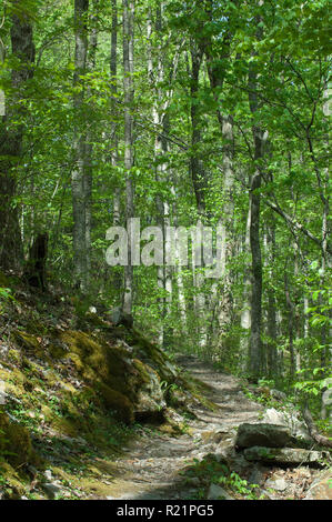 Trail nach der Wilderness Road und des Kriegers Weg in Cumberland Gap. Digitale Fotografie Stockfoto
