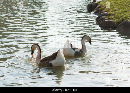 Braun chinesischen Gänse, Paar schwimmen auf Chung Hsing Lake, South District, Taichung, Taiwan Stockfoto