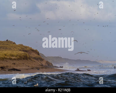 Fliegende Möwen an der Küste von Aberdeen Schuß auf ein Wind den ganzen Tag. Stockfoto