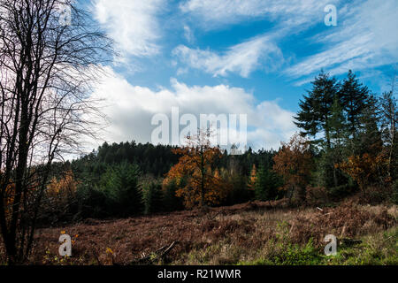 Gemischte Nadel- und Laubbäume Wald im Herbst Stockfoto