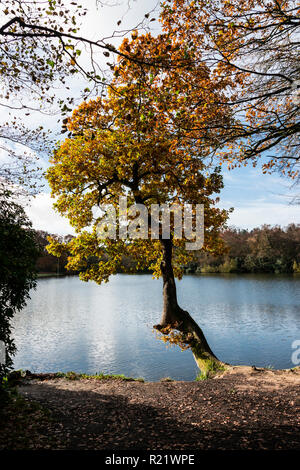 Eine Eiche am Ufer des Shearwater See im Herbst Stockfoto