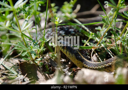 Garter snake, Thamnophis, im Gras, USA Stockfoto