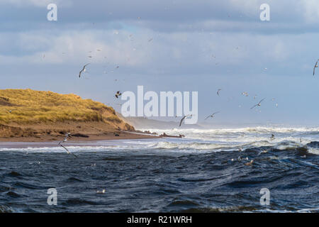 Fliegende Möwen an der Küste von Aberdeen Schuß auf ein Wind den ganzen Tag. Stockfoto