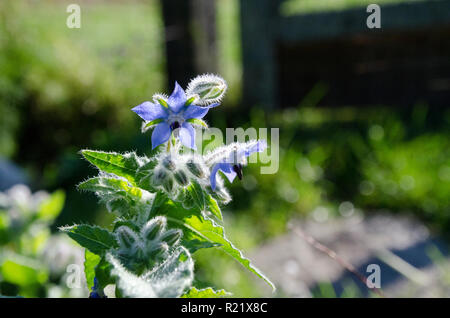 Borage starflower oder im Morgentau an den gemeinschaftlichen Garten, Yarmouth, Maine, USA Stockfoto