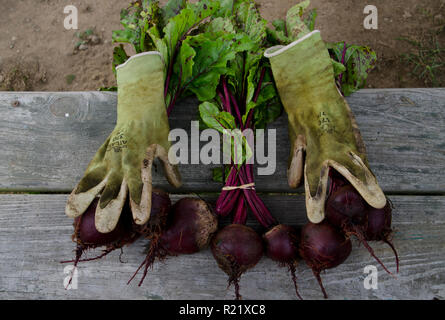 Rüben auf der Werkbank mit Handschuhen in den gemeinschaftlichen Garten, Maine, USA Stockfoto