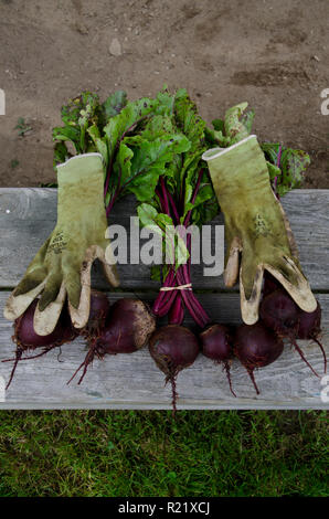 Rüben auf der Werkbank mit Handschuhen in den gemeinschaftlichen Garten, Maine, USA Stockfoto