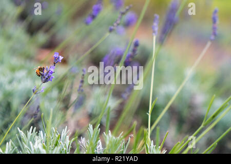 Biene bestäubt am Lavender Farm in Maui, Hawaii Stockfoto