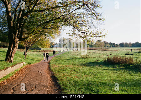 Petersham Wiesen in der Nähe von Richmond, Greater London UK, im frühen Herbst Stockfoto