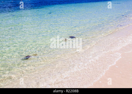 Klare blaue Wasser und den weißen Sand Strand in CANCUN Mexiko Stockfoto