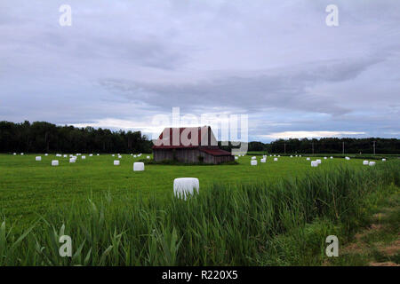 Rollen von Heu in Kunststoff verpackte Dot eine Wiese um eine Scheune am Highway 138 in der Nähe von Trois Rivieres, Quebec, Kanada Stockfoto