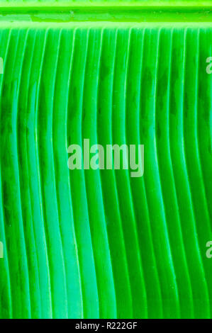 Green Banana leaf Texturen Stockfoto