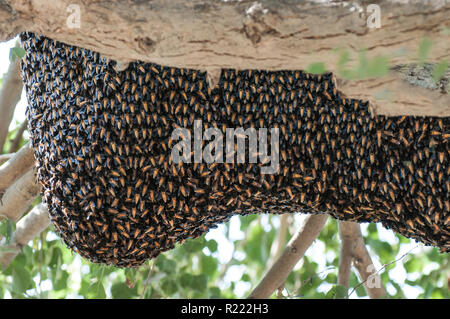 Ein Bienenstock auf dem Baumstamm Stockfoto