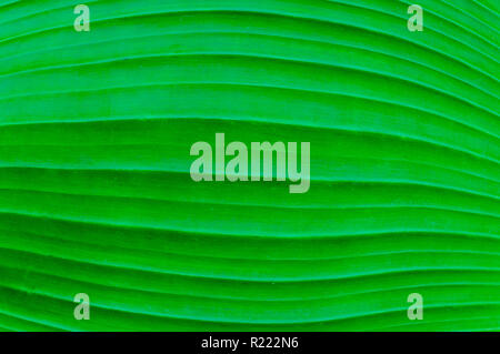 Green Banana leaf Texturen Stockfoto