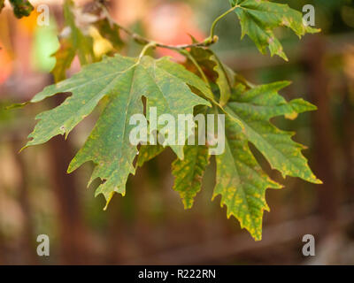 Herbst trocken Gelb maple leaf auf dem Baum Stockfoto