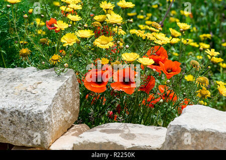 Wilde Blumen im Frühling, roter Mohn und gelbe Krone daisy Stockfoto