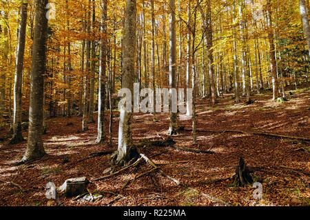 Malerischer herbst Buchenwald erschossen in Snežnik Region in Slowenien. Stockfoto