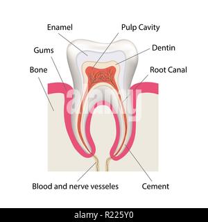 Detaillierte menschliche Zahn Anatomie Infografik Charts isoliert auf weißem Stock Vektor