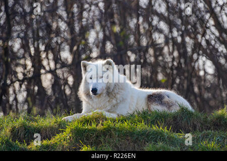 Arctic Wolf (Canis lupus arctos), auch bekannt als der "Weiße Wolf oder polar wolf, Stockfoto