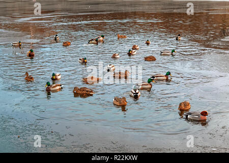 Das drake Mareca Penelope nicht Süden fliegen und verbrachten den Winter in den Anas platyrhynchos Herde. Stockfoto